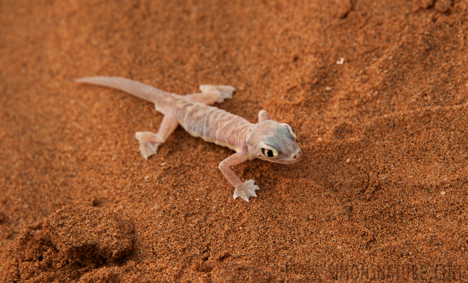 Pachydactylus rangei [180 mm, 1/640 sec at f / 8.0, ISO 400]